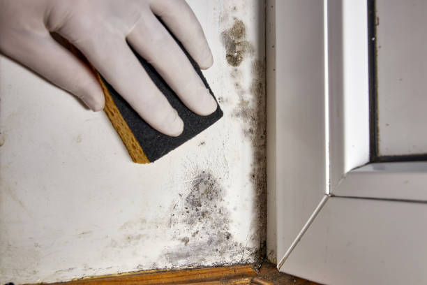 Best Basement Mold Removal  in Heyville, AL